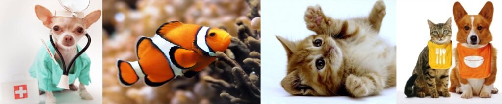 veterinarias, mascotas,  alimento para perros, alimento para gatos,
